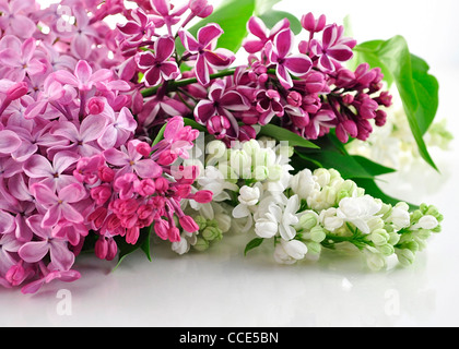 Lilas en fleurs sur fond blanc Banque D'Images