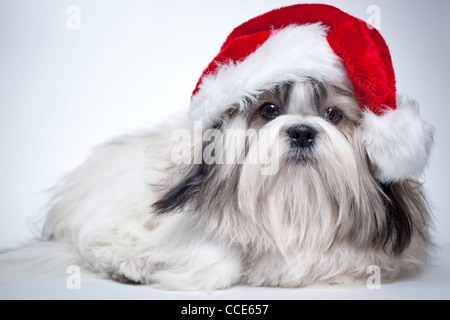 Shih Tzu dog in santa hat. Banque D'Images