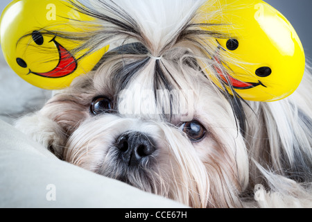 Shih Tzu chien avec le sourire les oreilles. Banque D'Images