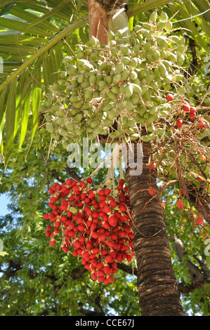 Royal Palm Tree - Roystonea Banque D'Images