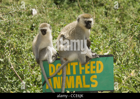 Ngorongoro Tanzanie Afrique Crater-Vervet avec bébé singe assis sur un signe (Chlorocebus pygerythrus) Banque D'Images