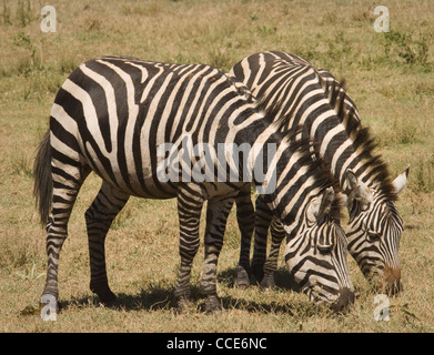 Ngorongoro Tanzanie Afrique Crater-Two zèbres de Burchell (Equus burchelli ensemble de pâturage) Banque D'Images