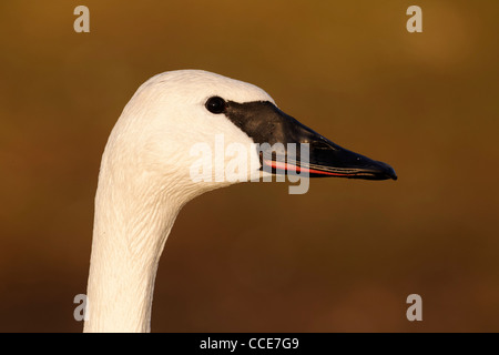 Le cygne, Cygnus buccinator, seul oiseau captif head shot, Gloucestershire, Janvier 2012 Banque D'Images