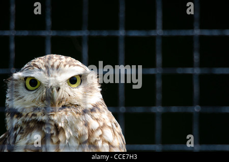 Chouette chevêche Athene noctua jusqu'en cage Banque D'Images