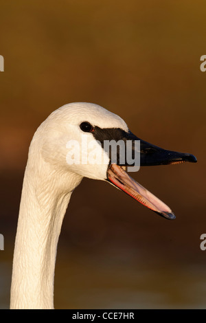 Le cygne, Cygnus buccinator, seul oiseau captif head shot, Gloucestershire, Janvier 2012 Banque D'Images