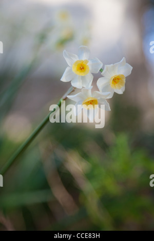 Trois petites jonquilles leaning, plus peut être vu derrière Banque D'Images