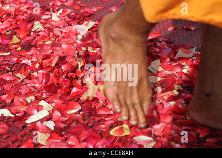 Un moine bouddhiste thaï promenades à travers des pétales de rose éparpillés par des disciples comme il participe à un pèlerinage à pied de plus de 365kms. Banque D'Images