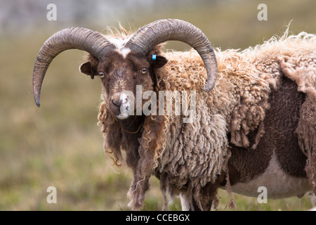 Foula les moutons, Schaf, Foula, Shetland, Ecosse, Grande-Bretagne, race rare, homme, Schafbock Banque D'Images