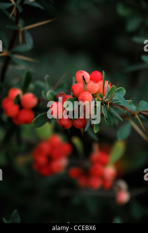 Berberis x carminea orange buccaneer fruits rouges automne hiver Berry Orange arbuste à feuilles persistantes de baies d'épine-vinette Semi Banque D'Images