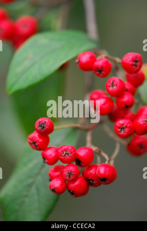 Cotoneaster lucidus Hedge cotoneaster cotoneaster feuilles vertes brillantes baies rouge vif berrys automne automne automne couleur couleur Banque D'Images