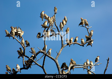 Foule queleas à bec rouge sur le haut d'un arbre mort. Ils se déplacent en troupeaux denses avec un bruit vrombissant de leurs ailes. Banque D'Images