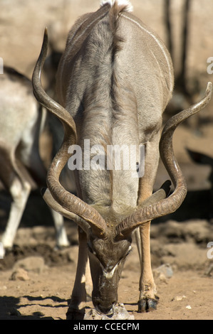 Kudus sont communs en Namibie. Koudou mâle incroyablement impressionnants ont grimpé deux fois cornes tire-bouchon. Banque D'Images
