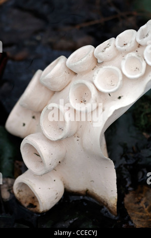 Seul un seul tentacule blanc sculpture en plâtre de drageons octopus un étang de jardin élément décoratif Banque D'Images