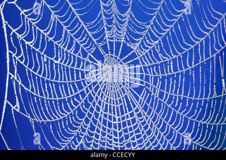 Frozen Spider web Banque D'Images