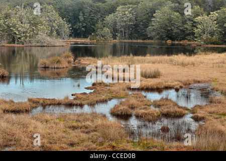 Moss couvre les arbres de la forêt de Snowden près de la rive du lac Mavora du Sud en Nouvelle Zélande Banque D'Images