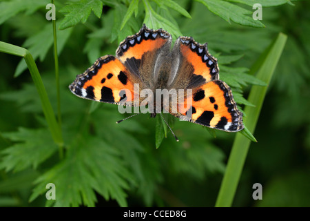 Un papillon aux couleurs vives appelé une petite écaille (aglais urticae) au printemps Banque D'Images