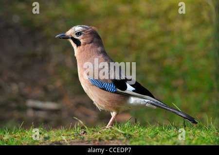 Eurasian jay (Garrulus glandarius) Banque D'Images