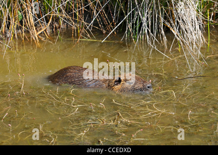 Le ragondin, Myocastor coypus, natation dans l'eau, la Camargue, France Banque D'Images