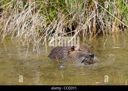 Le ragondin, Myocastor coypus, natation dans l'eau, la Camargue, France Banque D'Images