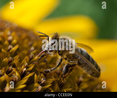 Abeille pollinisant le tournesol Banque D'Images