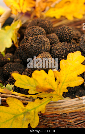 Panier plein de bourgogne truffels Banque D'Images