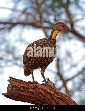 Francolin à bec rouge à cou jaune Banque D'Images