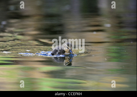 Petit Canard colvert (anus platyrhynchos) Banque D'Images