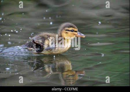 Petit Canard colvert (anus platyrhynchos) Banque D'Images