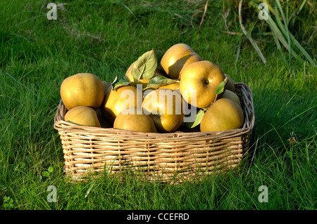 Les pommes de terre roussâtres (Reinette grise du Canada) dans un panier sur la pelouse du jardin. Banque D'Images