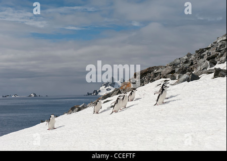 Gamla (Pygoscelis antarctica) Half Moon Island, l'Île Shetland du Sud, Péninsule Antarctique Banque D'Images