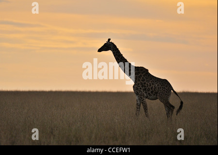 Girafe Girafe Massaï ou Masai, également connu sous le nom de la Kilimandjaro Girafe (Giraffa camelopardalis tippelskirchi) dans la pittoresque gras Banque D'Images