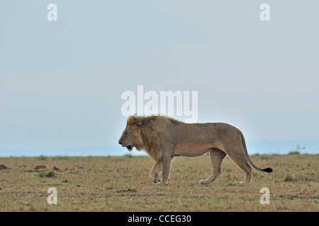 Silhouette d'un homme lion dans les plaines de Masai Mara, Kenya, Afrique Banque D'Images