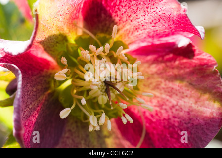 Rouge fleur d'hellebore Helleborus orientalis carême ou dans soleil du printemps en fleurs Banque D'Images