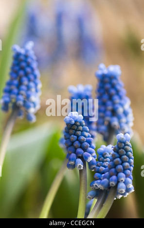 Impression de printemps - Common Blue grape hyacinth Muscari botryoides ou peu profondes avec de dept - champ vertical image Banque D'Images