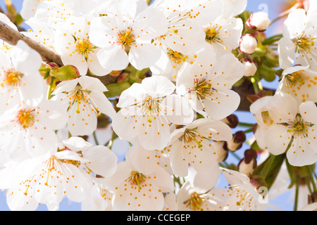 Fleurs de Cerisiers en fleurs blanches au printemps avec fond de ciel bleu Banque D'Images