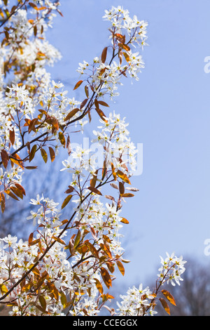 L'Amelanchier lamarckii Juneberry ou fleurit avec des fleurs blanches au printemps avec fond de ciel bleu Banque D'Images