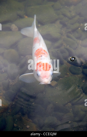 L'un blanc orange carpes koï dans étang artificiel à Hong Kong Hong Kong Chine Asie central park Banque D'Images