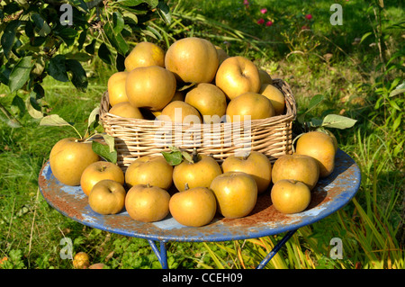 Les pommes de terre roussâtres (Reinette grise du Canada) sur la table de jardin. Banque D'Images