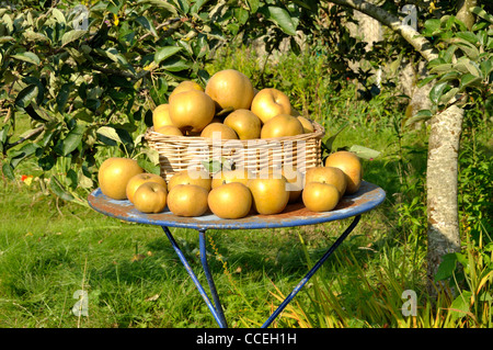 Les pommes de terre roussâtres (Reinette grise du Canada) sur la table de jardin. Banque D'Images