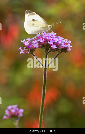 Grand papillon blanc ou Pieris brassicae sur Verveine fleurs en automne Banque D'Images