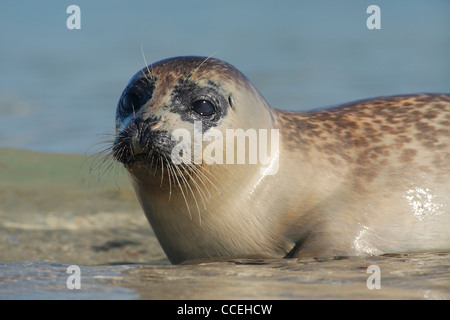La sceau commun ; Amérique : Phoca vitulina ; le phoque commun, le phoque commun Banque D'Images