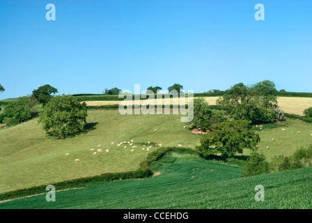 Des moutons paissant dans la distance, Ax vallée près de Axminster, Devon, England, UK Banque D'Images