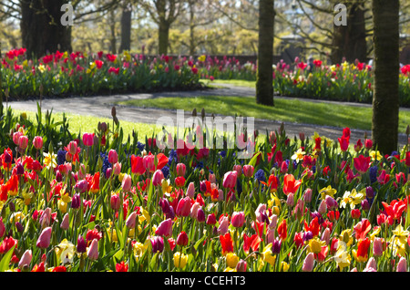 Jardin de printemps colorés avec des tulipes et des jonquilles sur tôt le matin en avril - image horozontal Banque D'Images