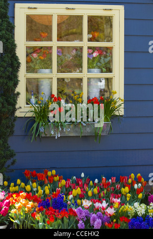 Dans la fenêtre mur bleu avec des tulipes, jacinthes et jonquilles au printemps Banque D'Images