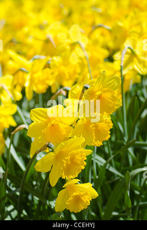 Jonquilles jaune dans champ de fleur qui fleurit au printemps Banque D'Images