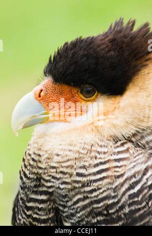 Chef de Caracara huppé en side angle view Banque D'Images