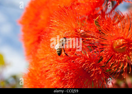 Collection de l'abeille et la pollinisation fleur sur gumtree floraison en Australie 'Corymbia ficifolia' natuve à l'ouest de l'Australie Banque D'Images