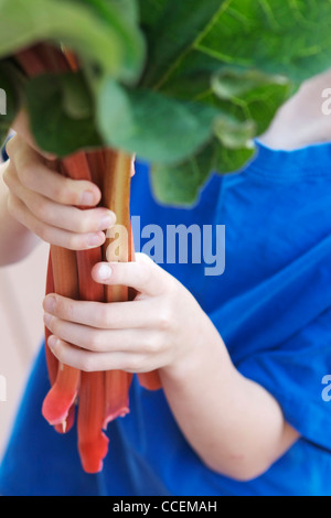 Les jeunes enfants biologiques fraîchement cueillis de la rhubarbe de son jardin. L'ingrédient idéal pour une alimentation saine, de pie ! Banque D'Images