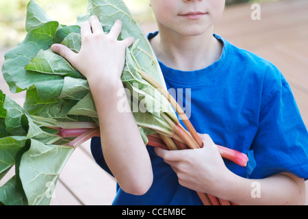 Les jeunes enfants biologiques fraîchement cueillis de la rhubarbe de son jardin. L'ingrédient idéal pour une alimentation saine, de pie ! Banque D'Images