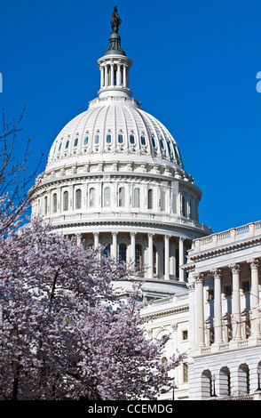 Le bâtiment du Capitole au printemps avec les fleurs de cerisier en fleurs. Washington DC Banque D'Images